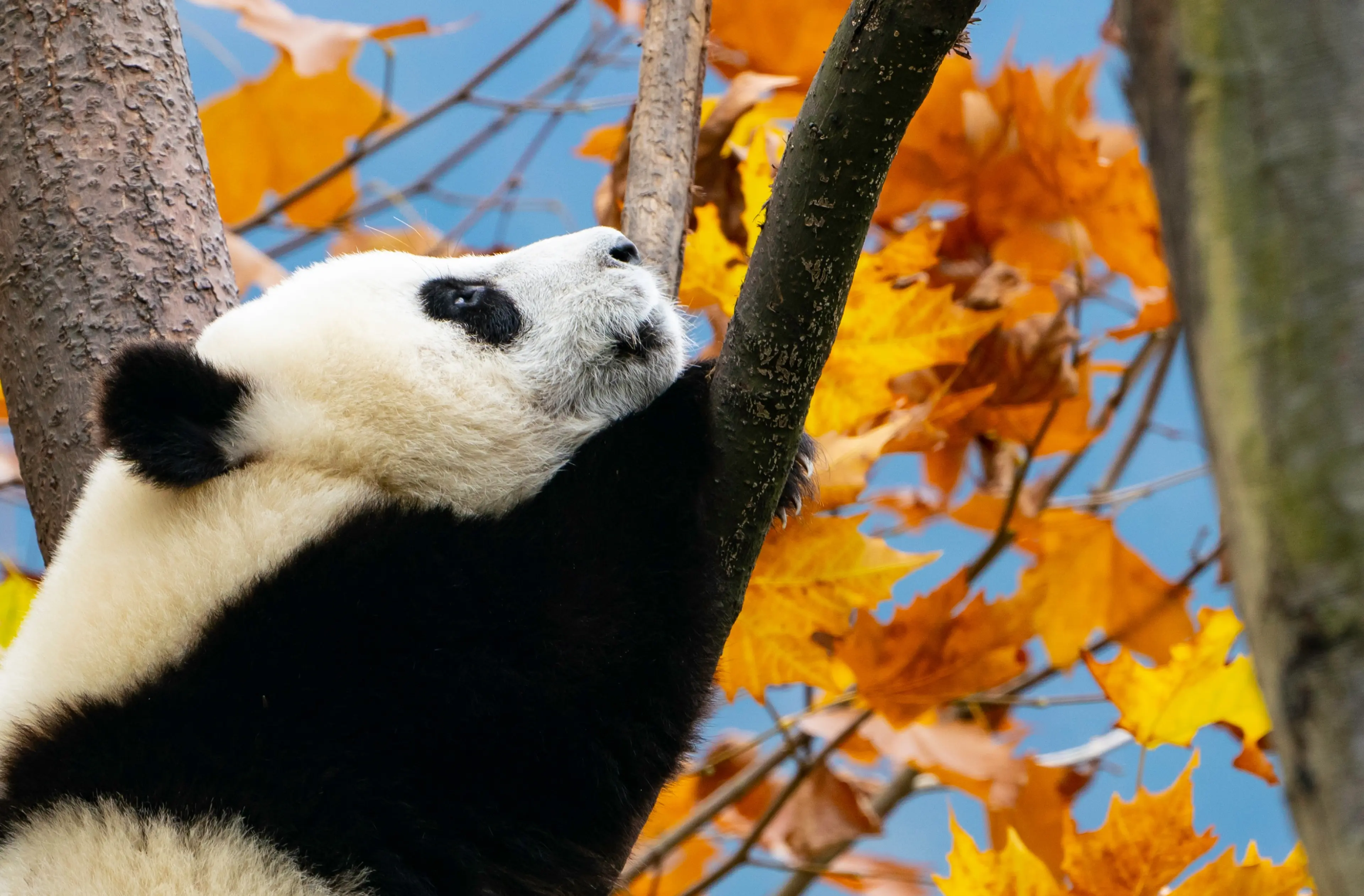 Giant panda at Wolong, autumn