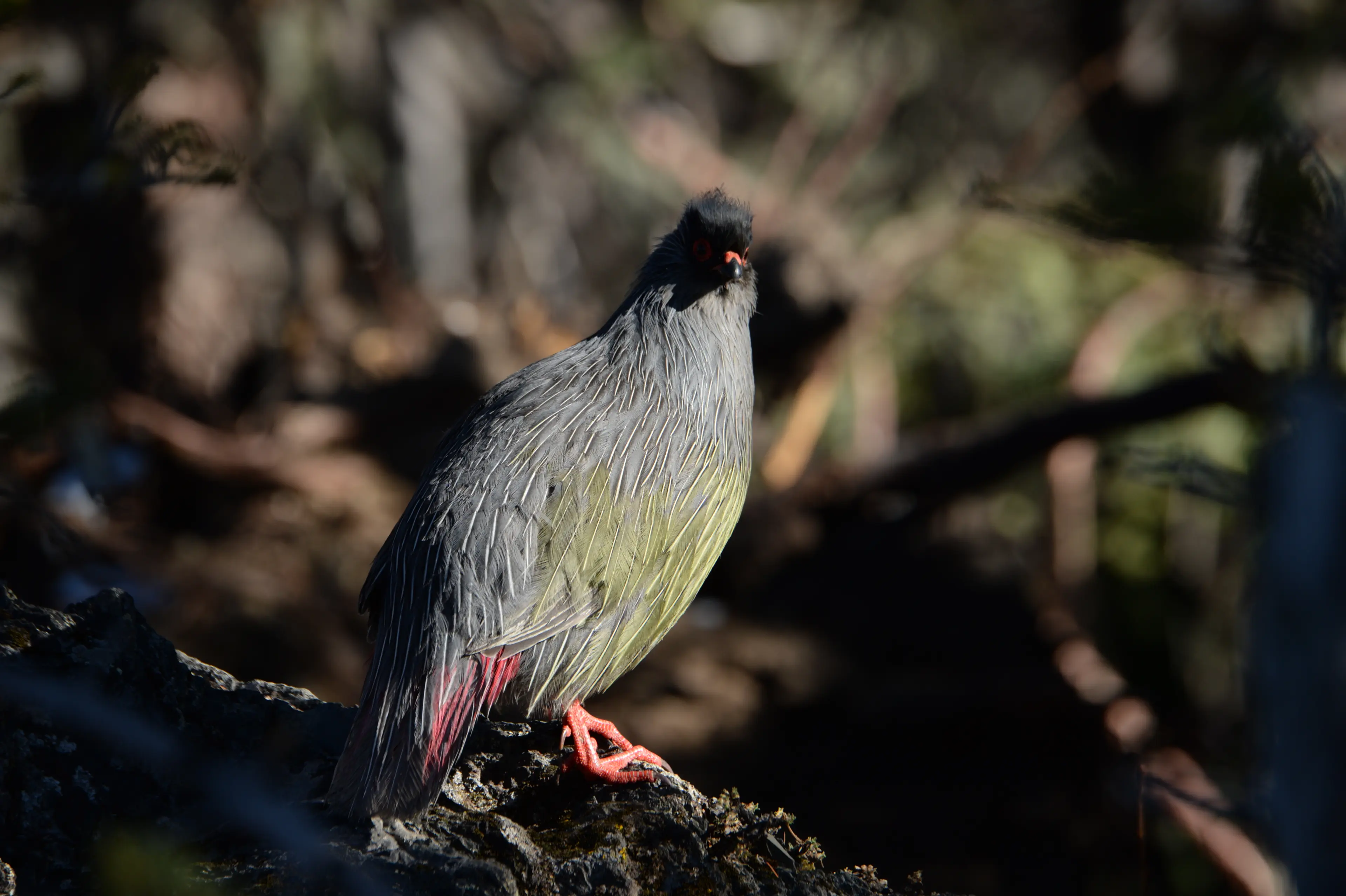Blood pheasant at Wolong