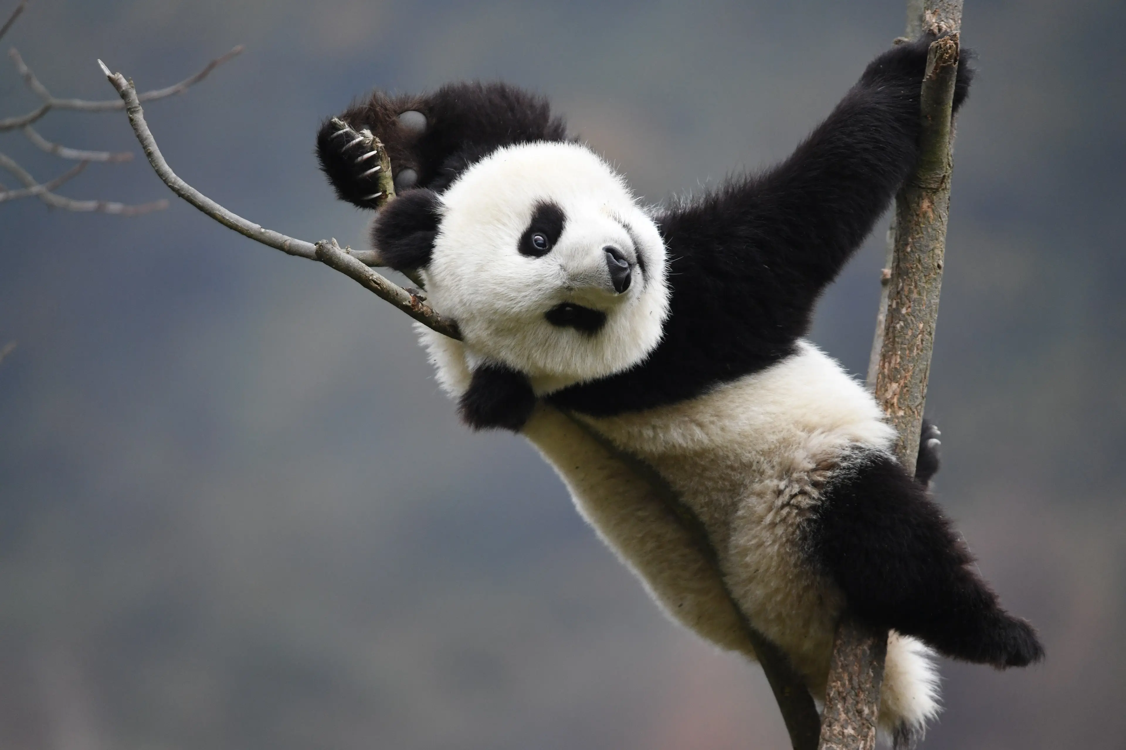 Giant panda at Wolong, playful pose