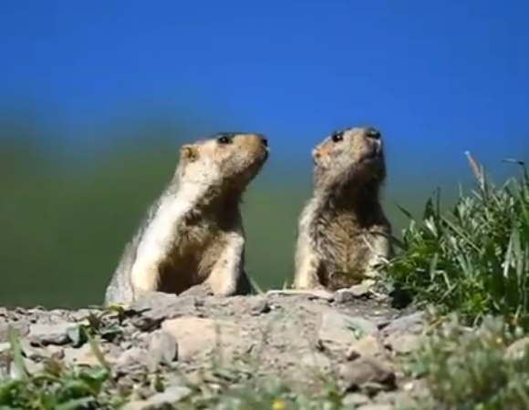 Cute Marmots Gave Us a Big Smile
