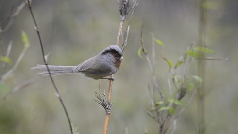 The Classic Birding & Photography Tour in Western China