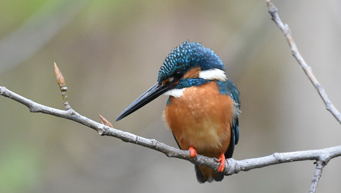 Birding in Chengdu City