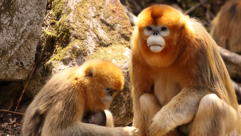 Golden Snub-Nosed Monkey