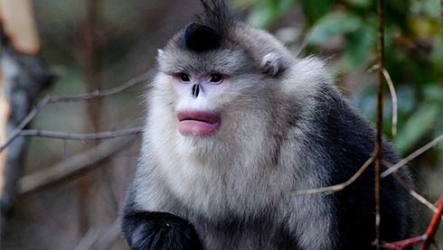 Black Snub-Nosed Monkey