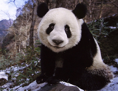 Wolong Nature Reserve