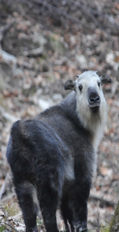 Sichuan Panda Reserve