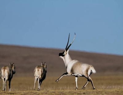 Kekexili Nature Reserve