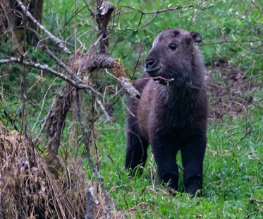 Sichuan Panda Reserve