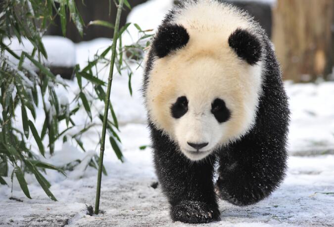8 Day Panda Tracking Adventure in Panda Habitat