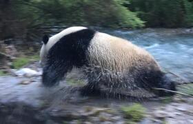 Wild panda spotted crossing the road after a river shower in Sichuan