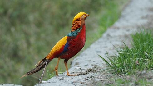 China Pheasants Postcard of AbsolutePanda