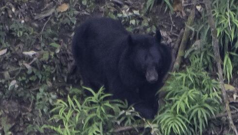 Meet Asiatic Black Bear & Moon Bear in Wild China