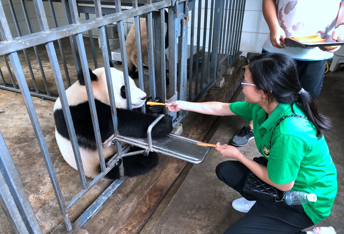 1 Day Panda Volunteer & Exploring Tour