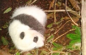 Wild panda cub was found sleeping at a Nature Reserve in Sichuan