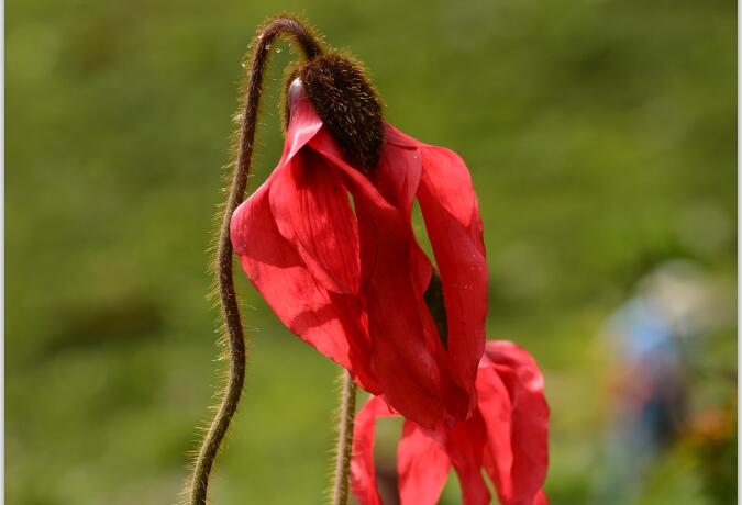 14 Day Flora Safari from Sichuan to Shaanxi
