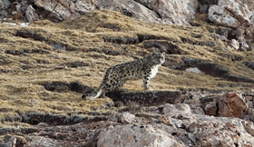 Wildlife has been increase in Sanjiangyuan Nature Reserve