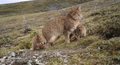 Chinese Desert Cat family were captured by camera