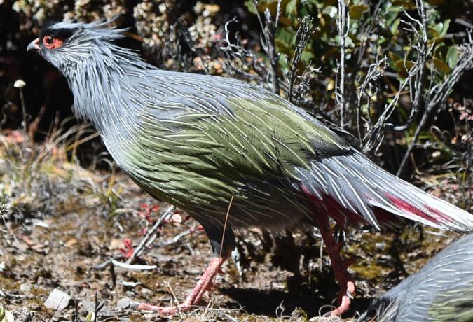 11-Day Sichuan Classic Bird Watching