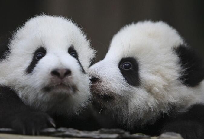 10 Day Panda & Tibetan Plateau Wildlife Photo Safari