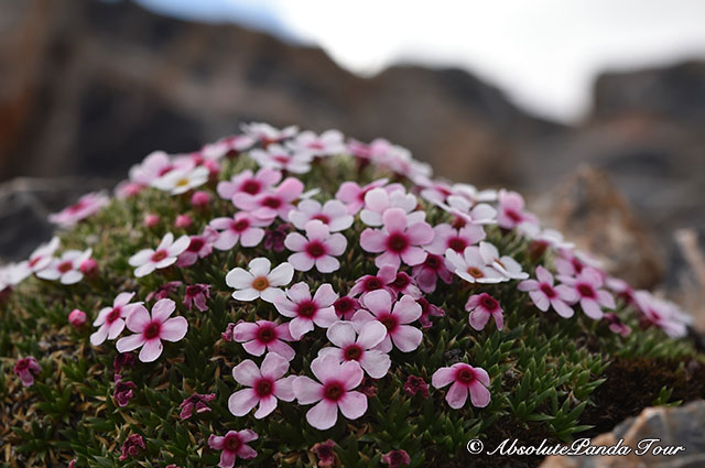 In search of Snow Leopard and other wildlife——Chapter I