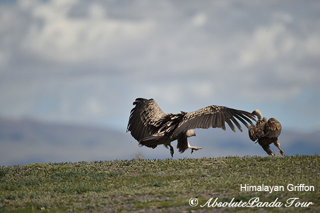 In search of Snow Leopard and other wildlife——Chapter II