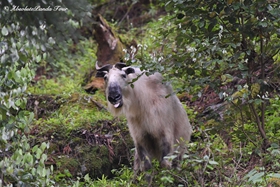 Takins are seen in the Qinling Mountains