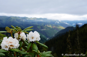 Odyssey into Tibetan Wilderness I