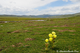 Odyssey into Tibetan Wilderness II