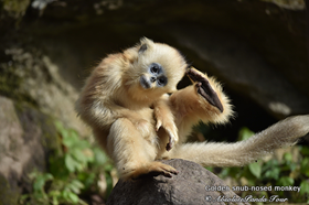 Giant Panda Photography Trip Photos