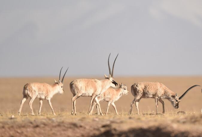 12 Days Qinghai Wildlife Safari