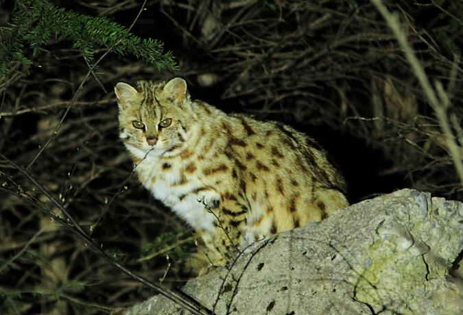 12 Days Sichuan Wildlife Trip