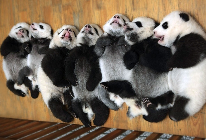 1 Day Panda and Sichuanese Cooking Class