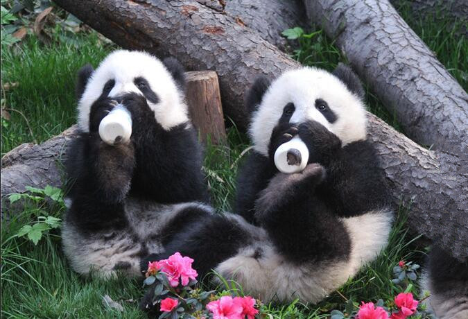 1 Day Panda Base and Chengdu City Tour