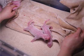 First panda birth of 2020 produces twins