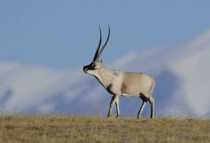 10 Days Wildlife Photo Safari into Hoh Xil