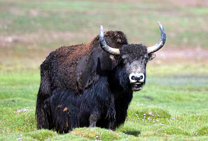 17 Days Wildlife Safari in Sichuan & Qinghai