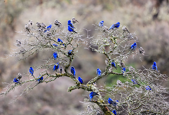 14 Days Sichuan-Shaanxi Nature Expedition