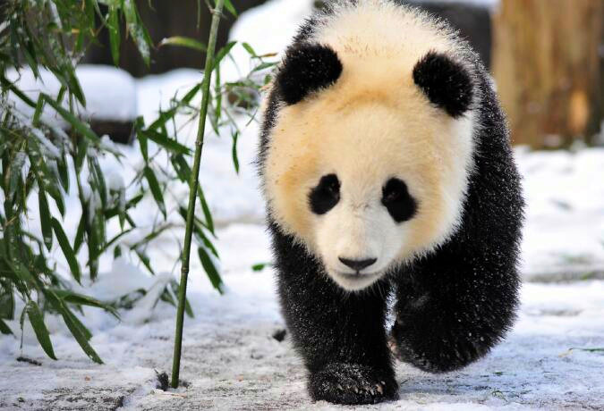 10 Days Panda Tracking in Panda Habitat