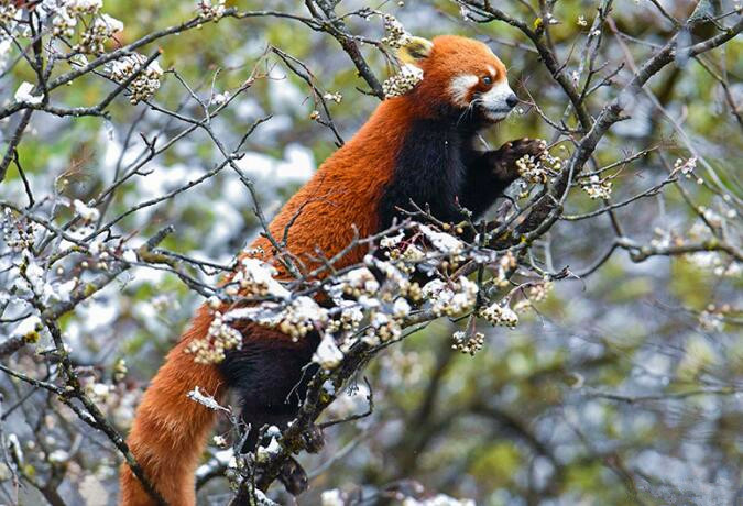 6 Days Wild Red Panda Safari