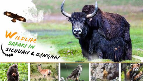 Wildlife Safari in Sichuan & Qinghai