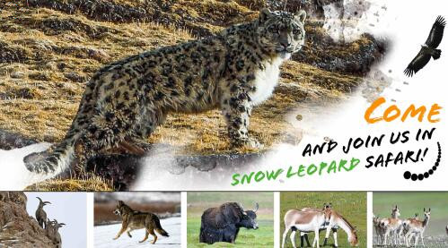 Snow Leopard Safari