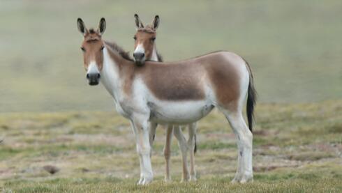 A Group of Tibetan Kiang in Qinghai Plateau