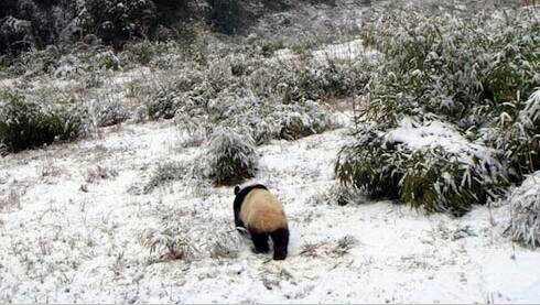 Panda Tracking in Panda Habitat