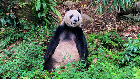 Panda Chengjiu and Nanny's Cake