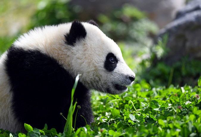 12 Days Panda Habitats and World Heritages