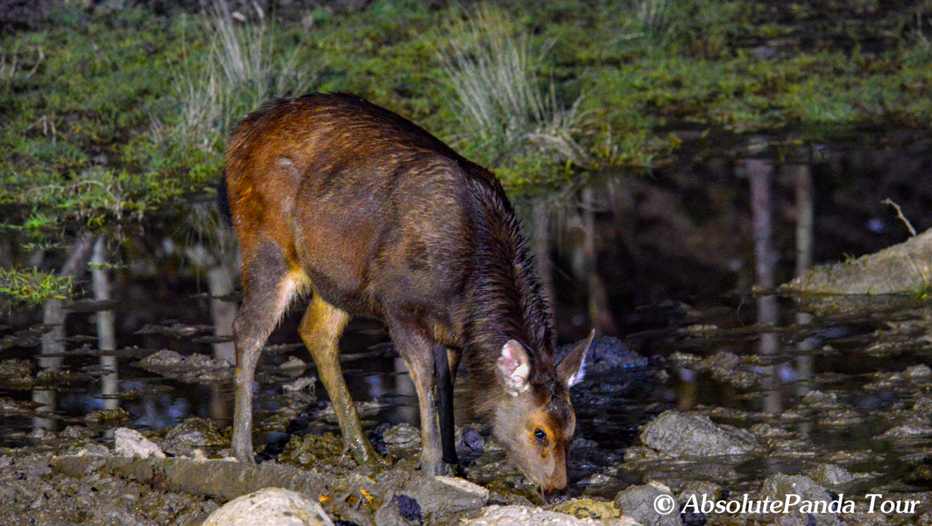 水鹿--Sambar.JPG