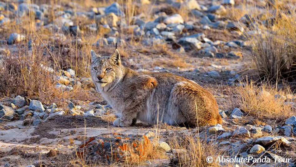 Eurasian-lynx.jpg