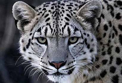12-Day Ultimate Wildlife Safari for Snow Leopard and Their Companion Animals on Qinghai-Tibetan Plateau