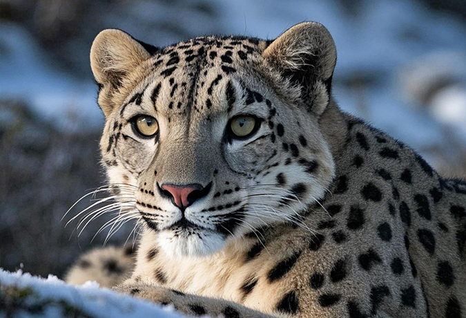12-Day Ultimate Wildlife Safari for Snow Leopard and Their Companion Animals on Qinghai-Tibetan Plateau
