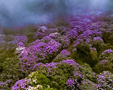 植物园2.jpg